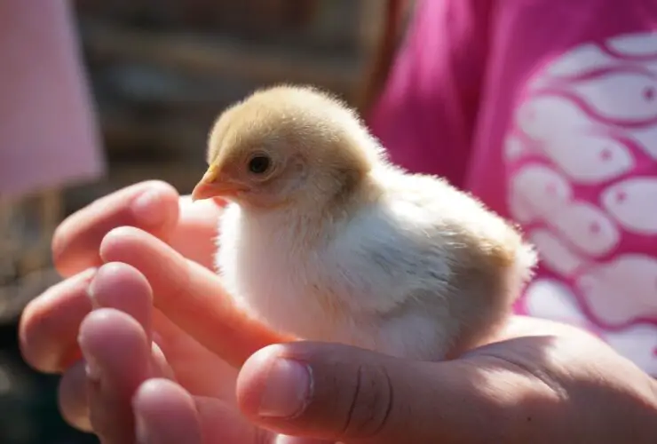 Baby Chick Won't Stop Chirping