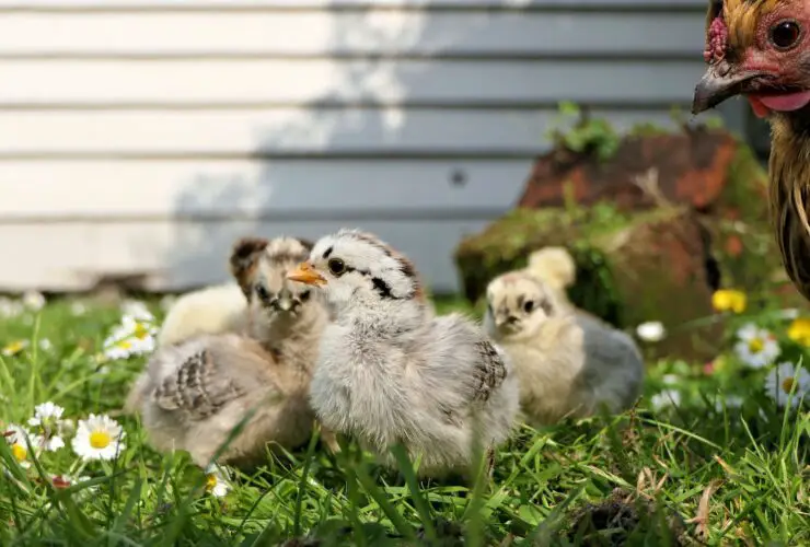 What to feed baby chickens after hatching