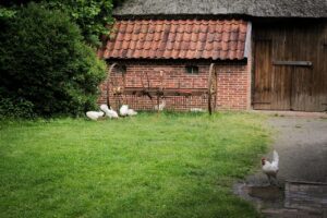 how to safely heat a chicken coop
