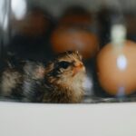 can chickens breathe in incubator