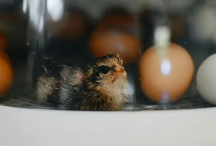 can chickens breathe in incubator