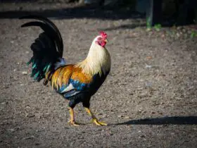 how to rehome a rooster