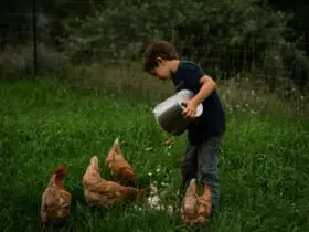 do chickens need food and water at night