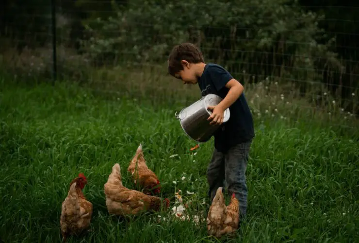 do chickens need food and water at night