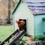 how to safely heat a chicken coop