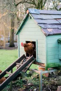 how to keep chickens from jumping fence
