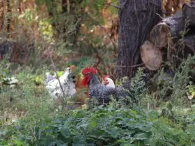 can chickens eat creeping charlie?