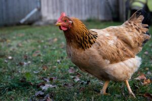 How do you know when chickens are about to poop?
