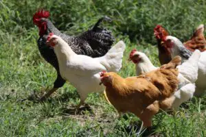 How do you know when chickens are about to poop?
