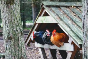 Turn A Shed Into A Chicken Coop