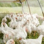 How Much Does It Cost to Raise Chickens