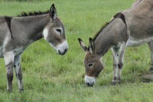 Do Donkeys Protect Cows
