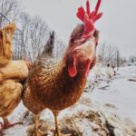 Can Chickens Survive The Winter