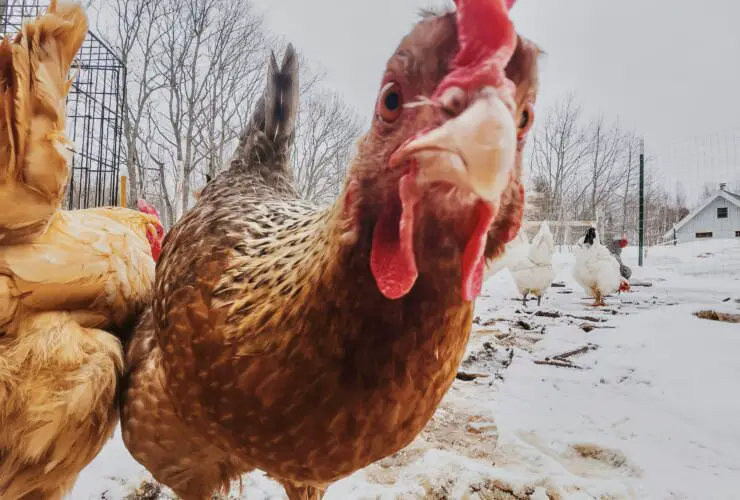 Can Chickens Survive The Winter
