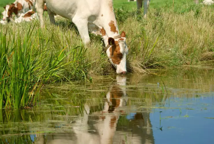 How Much Water Does It Take To Raise A Cow