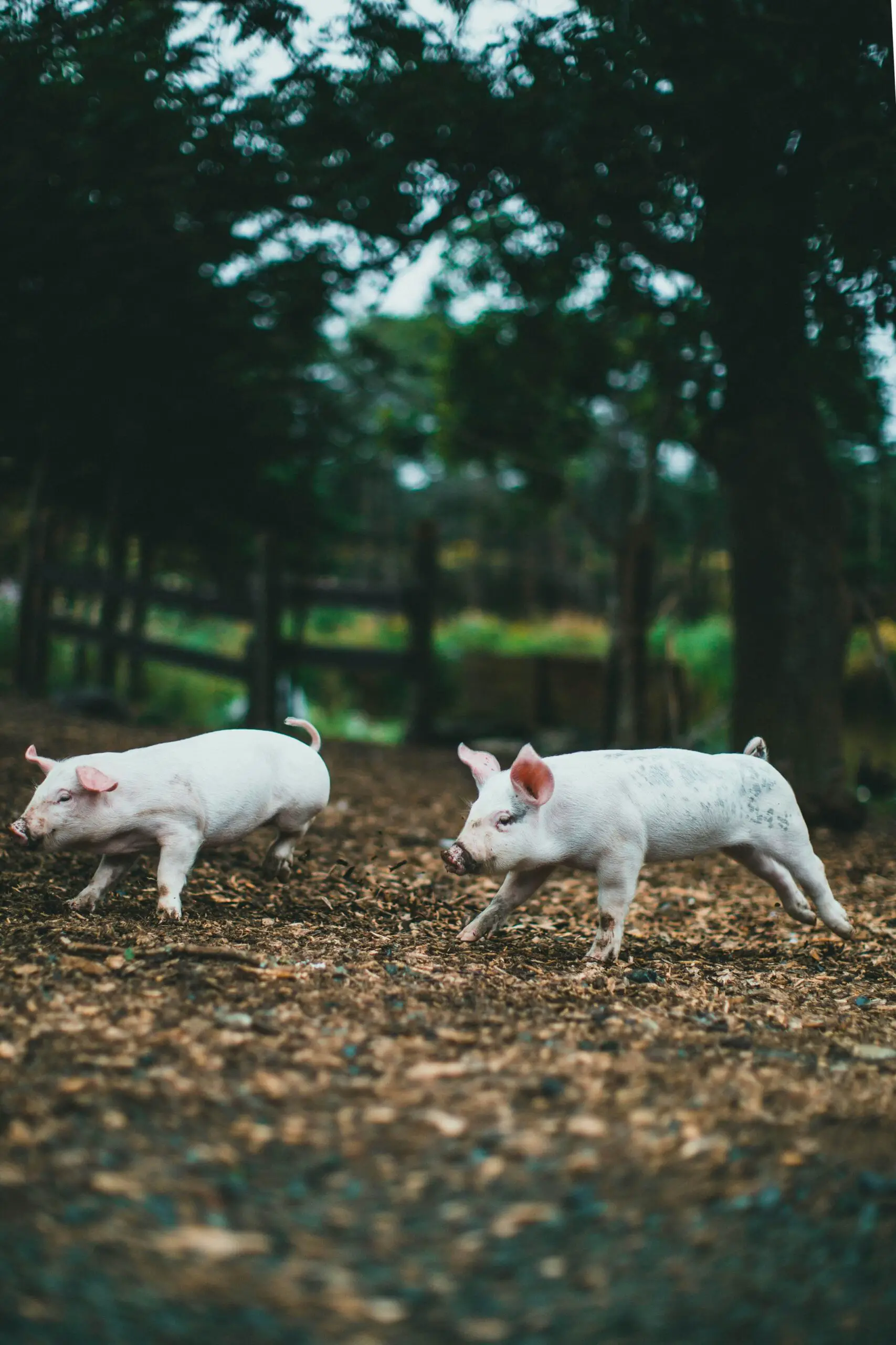 Are Pigs More Intelligent Than Dogs