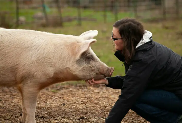 Pigs Similar To Humans