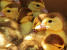 Is it Safe to Keep Baby Chicks in the House?