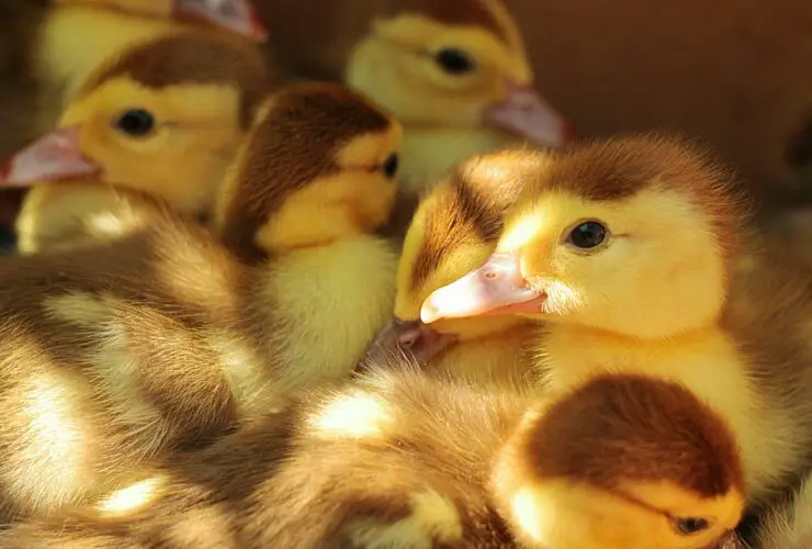 Is it Safe to Keep Baby Chicks in the House?